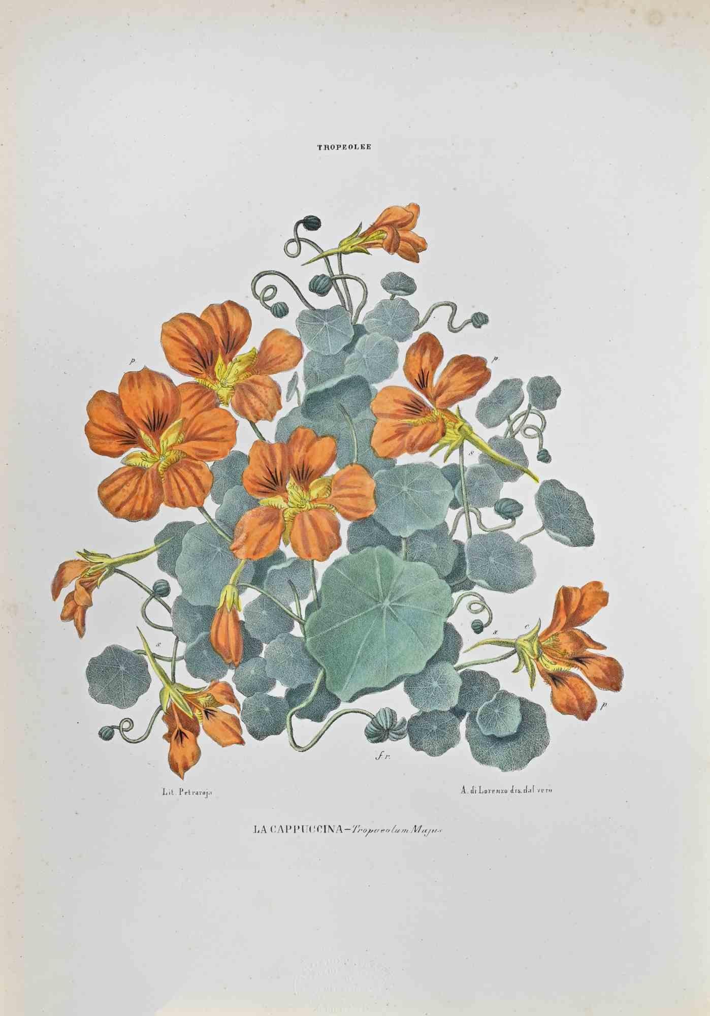 Lithographie von Hand aquarelliert.

Gehört zur Reihe "Atlante di Botanica popolare ossia Illustrazione di Piante Notevoli di ogni famiglia" (Atlas der volkstümlichen Botanik oder Illustration bemerkenswerter Pflanzen jeder Familie), veröffentlicht