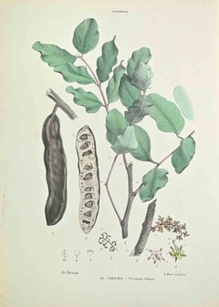 Algarrobo - Litografía de Vincenzo Tenore - Años 1870