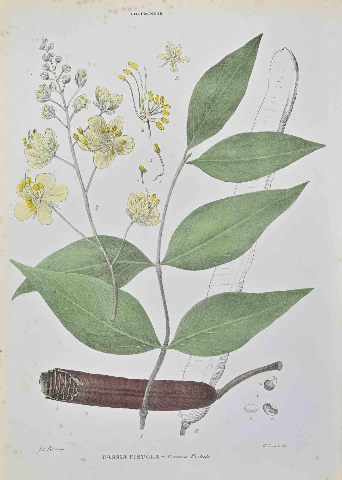Lithograph hand watercolored.

Belongs to the Series "Atlante di Botanica popolare ossia Illustrazione di Piante Notevoli di ogni famiglia" (Atlas of popular botany or illustration of notable plants of each family), published in Napoli, by Raimondo