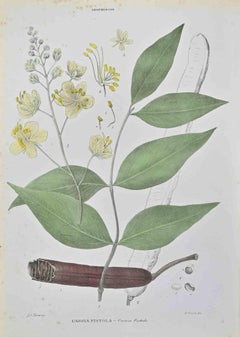 Cassia Fistula - Lithographie von Vincenzo Tenore - 1870er Jahre