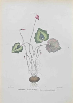 Castor-Oil Plant - Lithograph by Vincenzo Tenore - 1870s