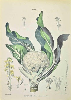 Kamelienblume – Lithographie von Vincenzo Tenore – 1870er Jahre