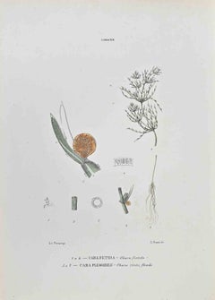 Characeae - Lithograph by Vincenzo Tenore - 1870s