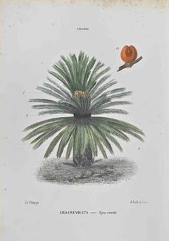 Cicas Revoluta – Lithographie von Vincenzo Tenore – 1870er Jahre