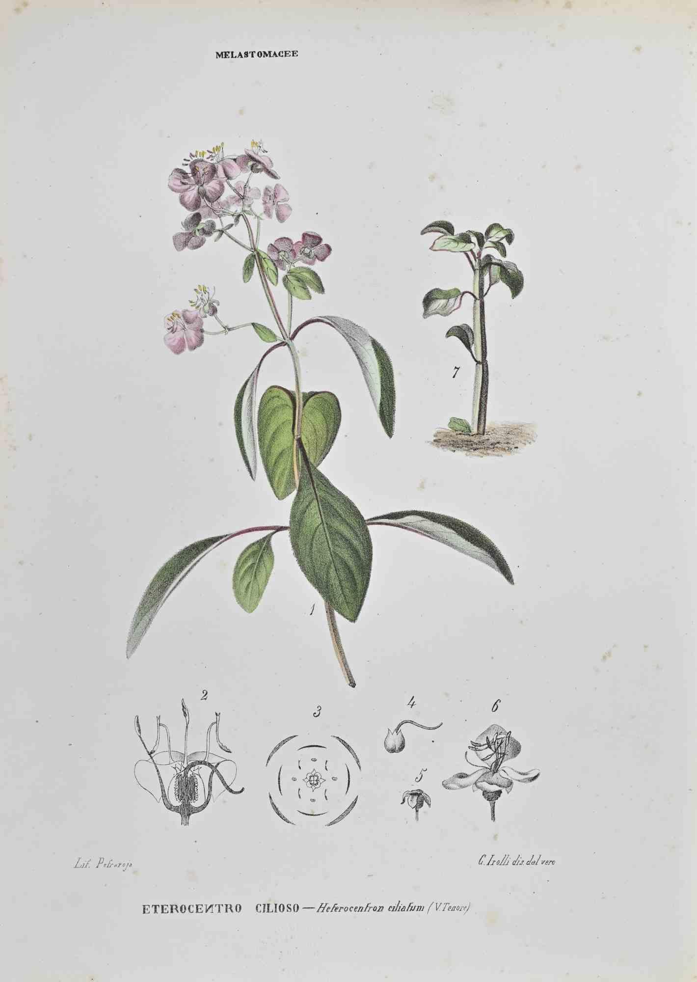 Lithograph hand watercolored.

Belongs to the Series "Atlante di Botanica popolare ossia Illustrazione di Piante Notevoli di ogni famiglia" (Atlas of popular botany or illustration of notable plants of each family), published in Napoli, by Raimondo