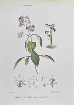 Lithographie de Vincenzo Tenore, Heterocentre, années 1870