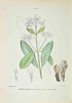 Cincona Calisaia - Lithographie von Vincenzo Tenore - 1870er Jahre