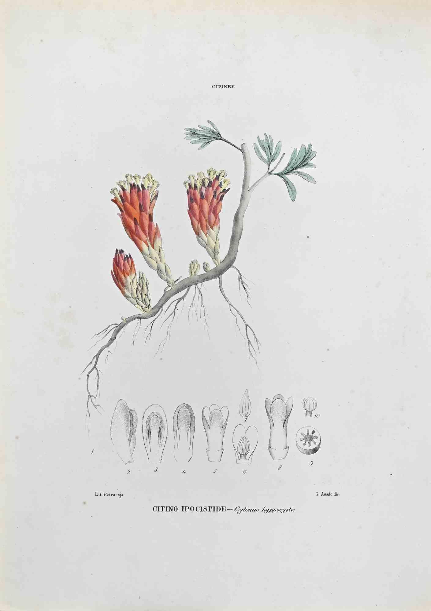Lithographie von Hand aquarelliert.

Gehört zur Reihe "Atlante di Botanica popolare ossia Illustrazione di Piante Notevoli di ogni famiglia" (Atlas der volkstümlichen Botanik oder Illustration bemerkenswerter Pflanzen jeder Familie), veröffentlicht