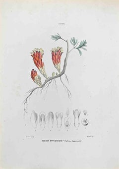 Citino Hypocystis - Lithograph by Vincenzo Tenore - 1870s