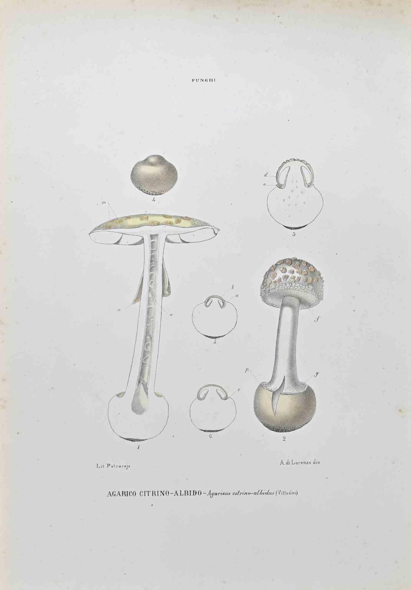 Citrin-Albido-Agaricum - Lithographie von Vincenzo Tenore - 1870er Jahre