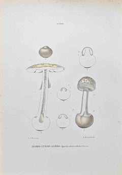 Antique Citrine-Albido Agaric - Lithograph by Vincenzo Tenore - 1870s