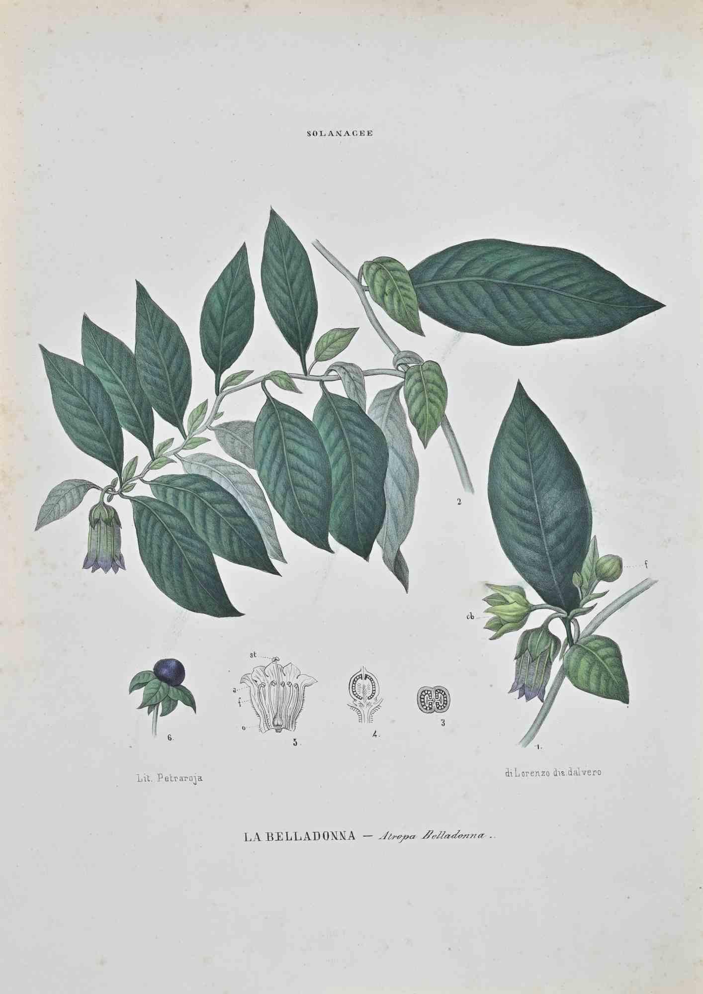 Lithographie von Hand aquarelliert.

Gehört zur Reihe "Atlante di Botanica popolare ossia Illustrazione di Piante Notevoli di ogni famiglia" (Atlas der volkstümlichen Botanik oder Illustration bemerkenswerter Pflanzen jeder Familie), veröffentlicht