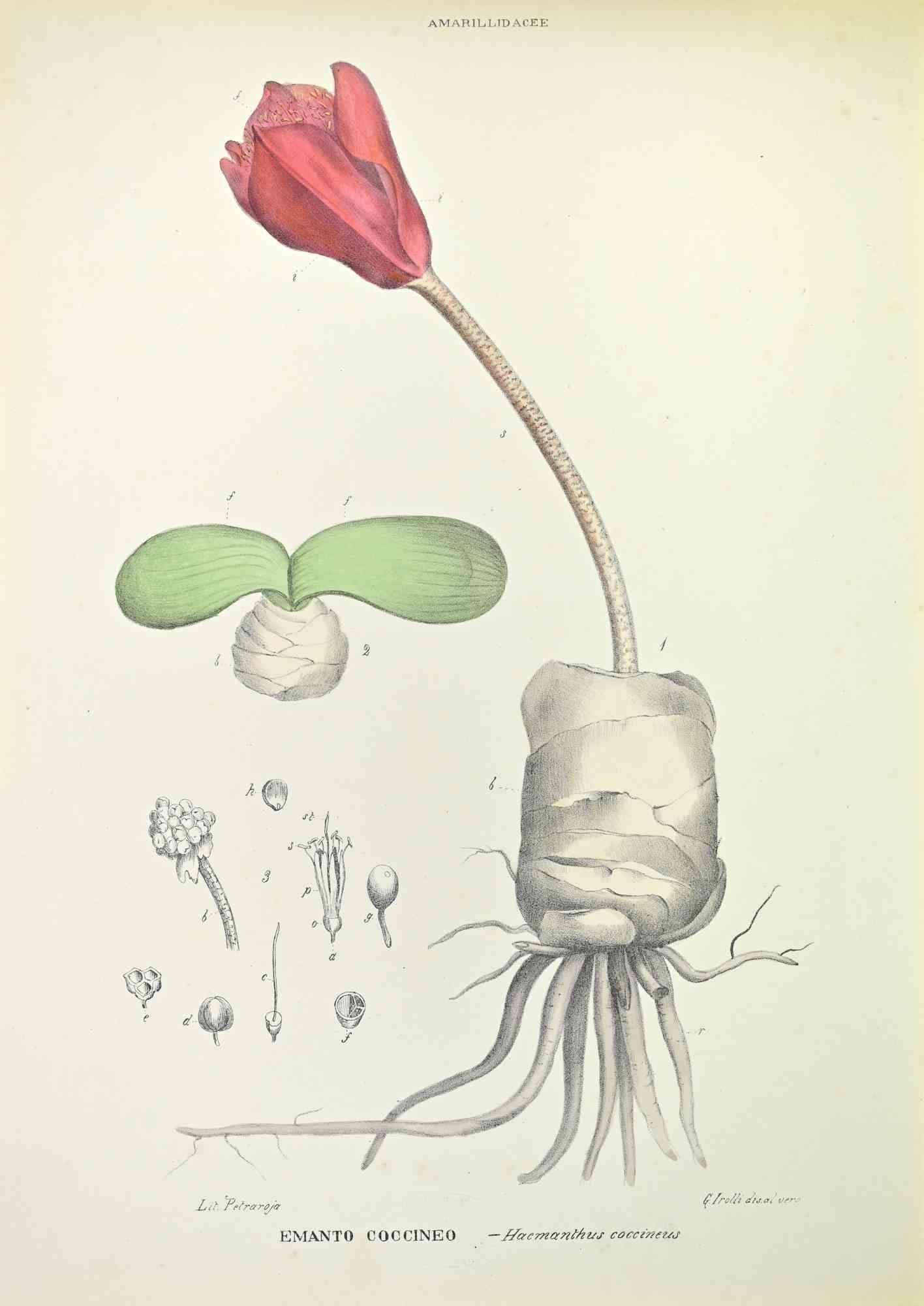 Lithograph hand watercolored.

Belongs to the Series "Atlante di Botanica popolare ossia Illustrazione di Piante Notevoli di ogni famiglia" (Atlas of popular botany or illustration of notable plants of each family), published in Napoli, by Raimondo