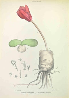 Coccinean Hemanth - Lithograph by Vincenzo Tenore - 1870s