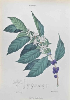 Café - Litografía de Vincenzo Tenore - Años 1870