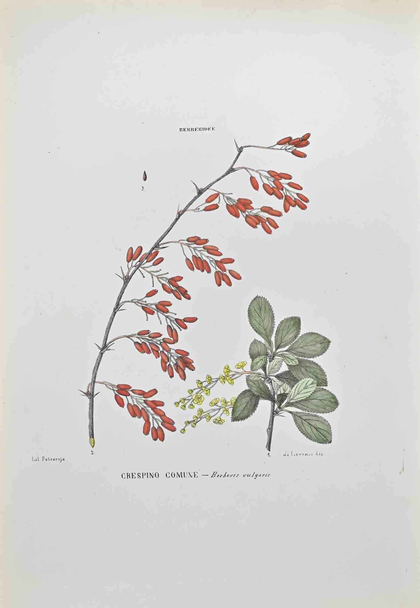 Lithographie aquarellée à la main.

Appartient à la série "Atlante di Botanica popolare ossia Illustrazione di Piante Notevoli di ogni famiglia" (Atlas de botanique populaire ou illustration des plantes remarquables de chaque famille), publiée à