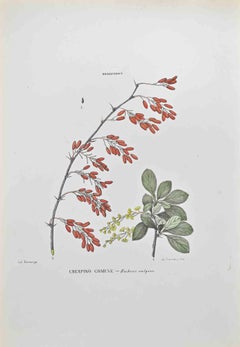 Antique Common Barberry - Lithograph by Vincenzo Tenore - 1870s