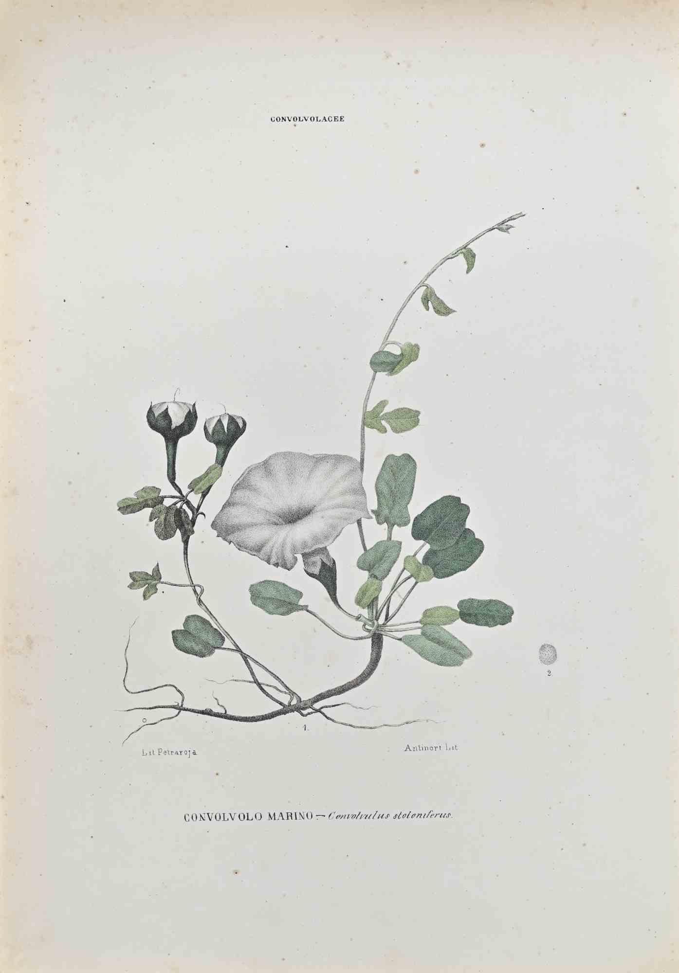 Lithograph hand watercolored.

Belongs to the Series "Atlante di Botanica popolare ossia Illustrazione di Piante Notevoli di ogni famiglia" (Atlas of popular botany or illustration of notable plants of each family), published in Napoli, by Raimondo