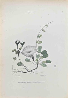Convolvolus Stoloniferus - Lithographie von Vincenzo Tenore - 1870er Jahre