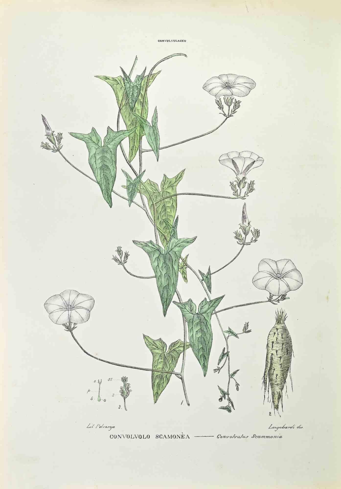 Lithograph hand watercolored.

Belongs to the Series "Atlante di Botanica popolare ossia Illustrazione di Piante Notevoli di ogni famiglia" (Atlas of popular botany or illustration of notable plants of each family), published in Napoli, by Raimondo