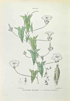Convolvulus Scamonea – Lithographie von Vincenzo Tenore – 1870er Jahre