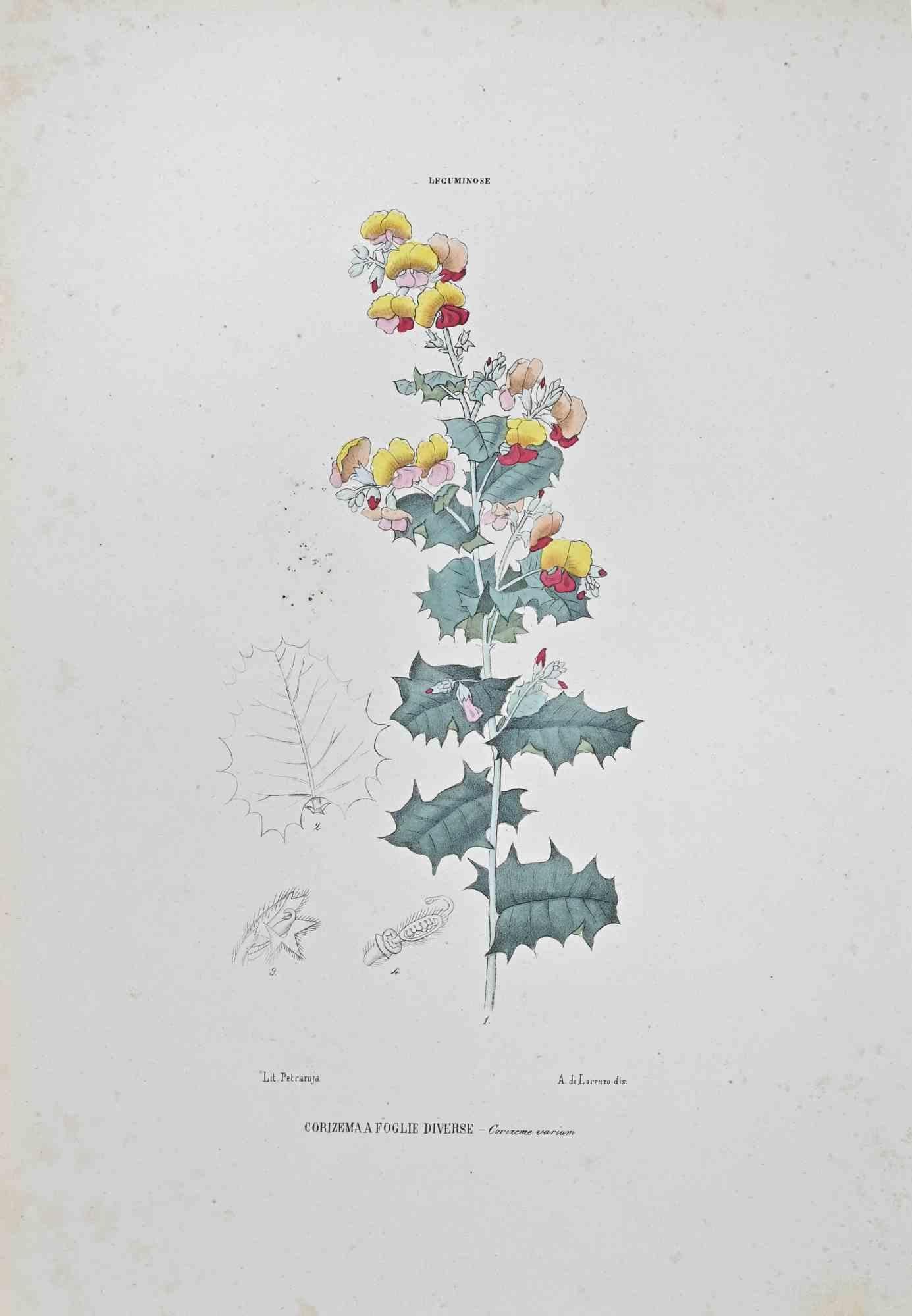 Lithographie aquarellée à la main.

Appartient à la série "Atlante di Botanica popolare ossia Illustrazione di Piante Notevoli di ogni famiglia" (Atlas de botanique populaire ou illustration des plantes remarquables de chaque famille), publiée à