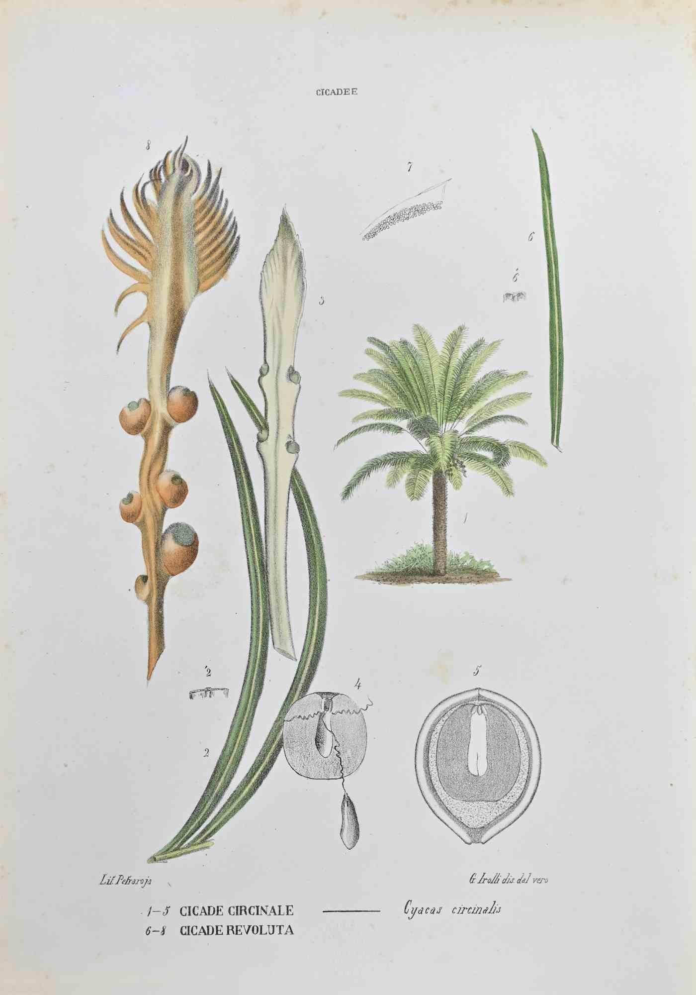 Lithograph hand watercolored.

Belongs to the Series "Atlante di Botanica popolare ossia Illustrazione di Piante Notevoli di ogni famiglia" (Atlas of popular botany or illustration of notable plants of each family), published in Napoli, by Raimondo