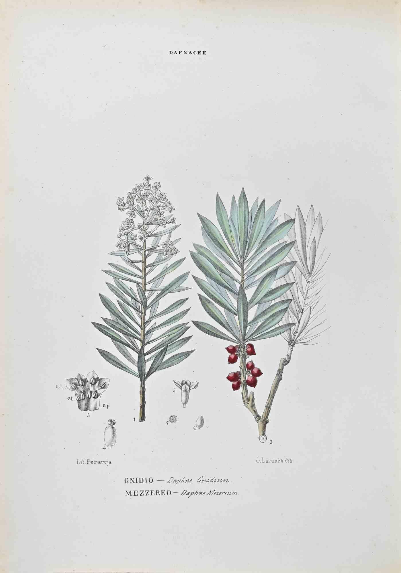 Lithograph hand watercolored.

Belongs to the Series "Atlante di Botanica popolare ossia Illustrazione di Piante Notevoli di ogni famiglia" (Atlas of popular botany or illustration of notable plants of each family), published in Napoli, by Raimondo