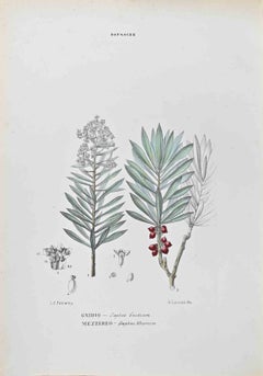Antique Daphnaceae - Lithograph by Vincenzo Tenore - 1870s