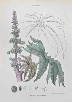 Antique Daphnaceae - Lithograph by Vincenzo Tenore - 1870s