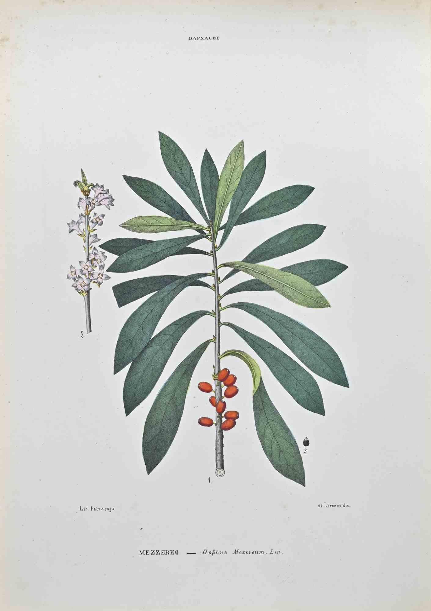 Lithograph hand watercolored.

Belongs to the Series "Atlante di Botanica popolare ossia Illustrazione di Piante Notevoli di ogni famiglia" (Atlas of popular botany or illustration of notable plants of each family), published in Napoli, by Raimondo