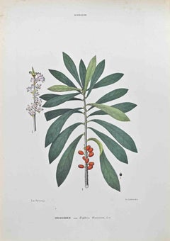 Antique Daphne Mezereum - Lithograph by Vincenzo Tenore - 1870s