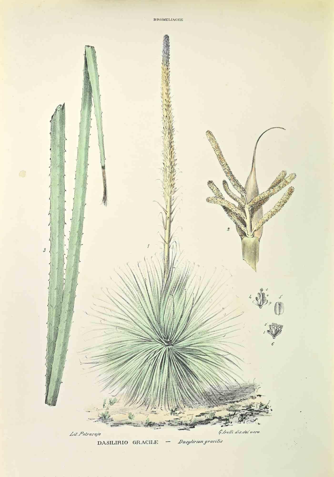 Lithograph hand watercolored.

Belongs to the Series "Atlante di Botanica popolare ossia Illustrazione di Piante Notevoli di ogni famiglia" (Atlas of popular botany or illustration of notable plants of each family), published in Napoli, by Raimondo