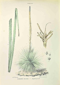 Dasilirio Gracile - Lithograph by Vincenzo Tenore - 1870s
