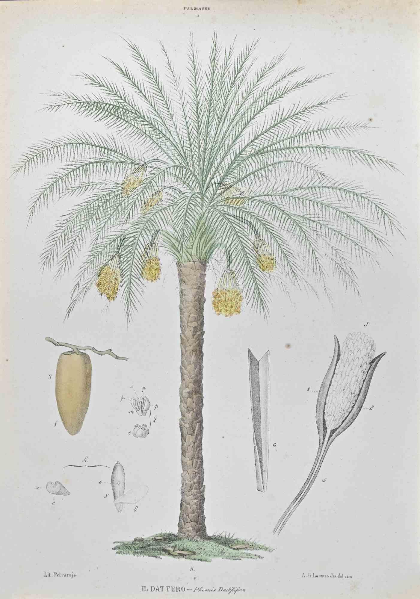 Lithograph hand watercolored.

Belongs to the Series "Atlante di Botanica popolare ossia Illustrazione di Piante Notevoli di ogni famiglia" (Atlas of popular botany or illustration of notable plants of each family), published in Napoli, by Raimondo