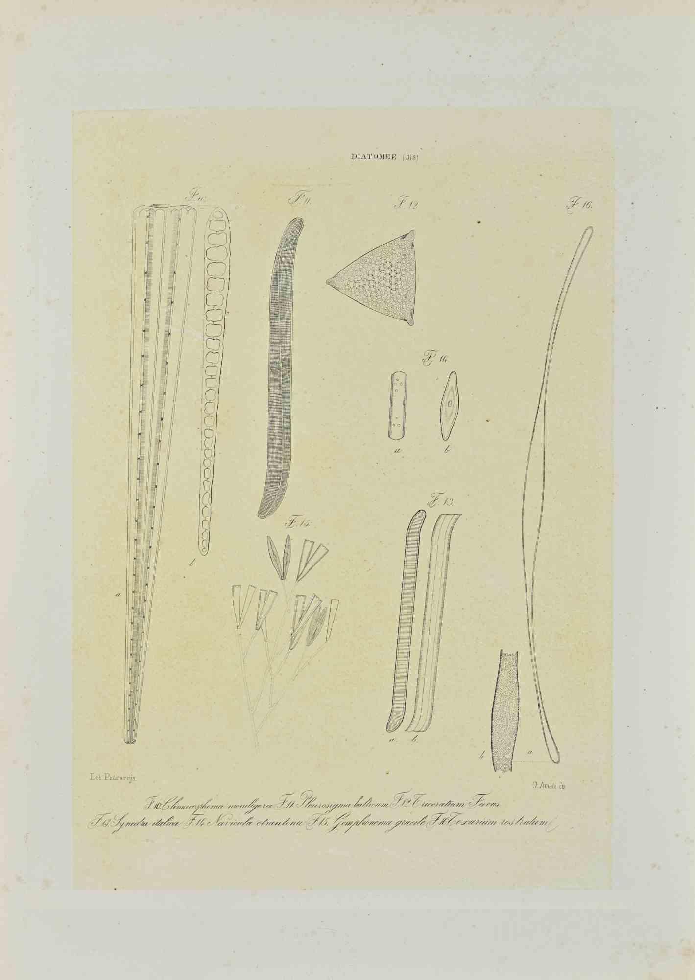 Black and white Lithograph.

Belongs to the Series "Atlante di Botanica popolare ossia Illustrazione di Piante Notevoli di ogni famiglia" (Atlas of popular botany or illustration of notable plants of each family), published in Napoli, by Raimondo