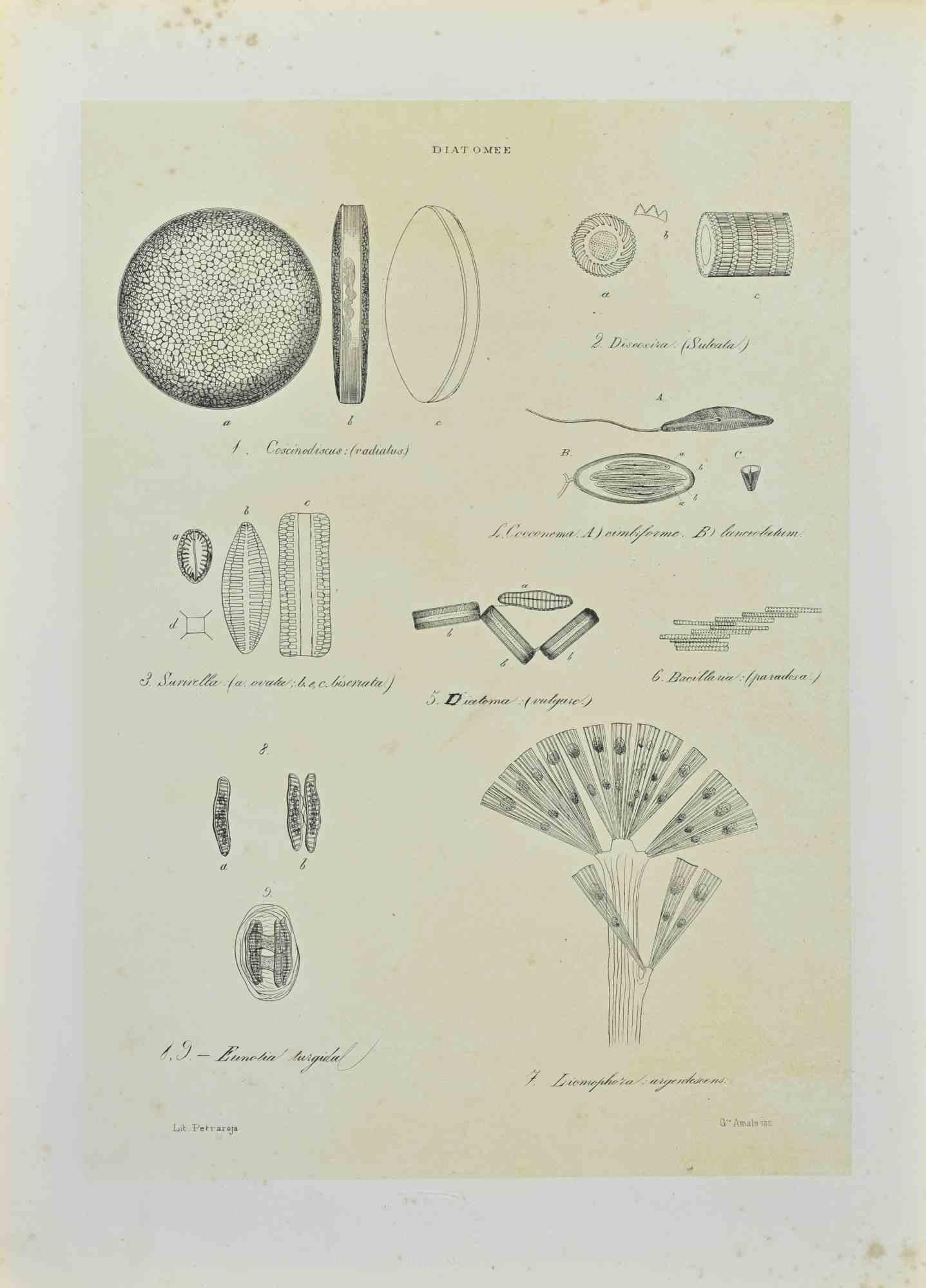 Lithograph.

Belongs to the Series "Atlante di Botanica popolare ossia Illustrazione di Piante Notevoli di ogni famiglia" (Atlas of popular botany or illustration of notable plants of each family), published in Napoli, by Raimondo Petrajola, in