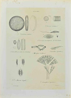 Diatomee - Lithographie de Vincenzo Tenore - années 1870
