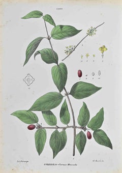 Hundeholz – Lithographie von Vincenzo Tenore – 1870er Jahre
