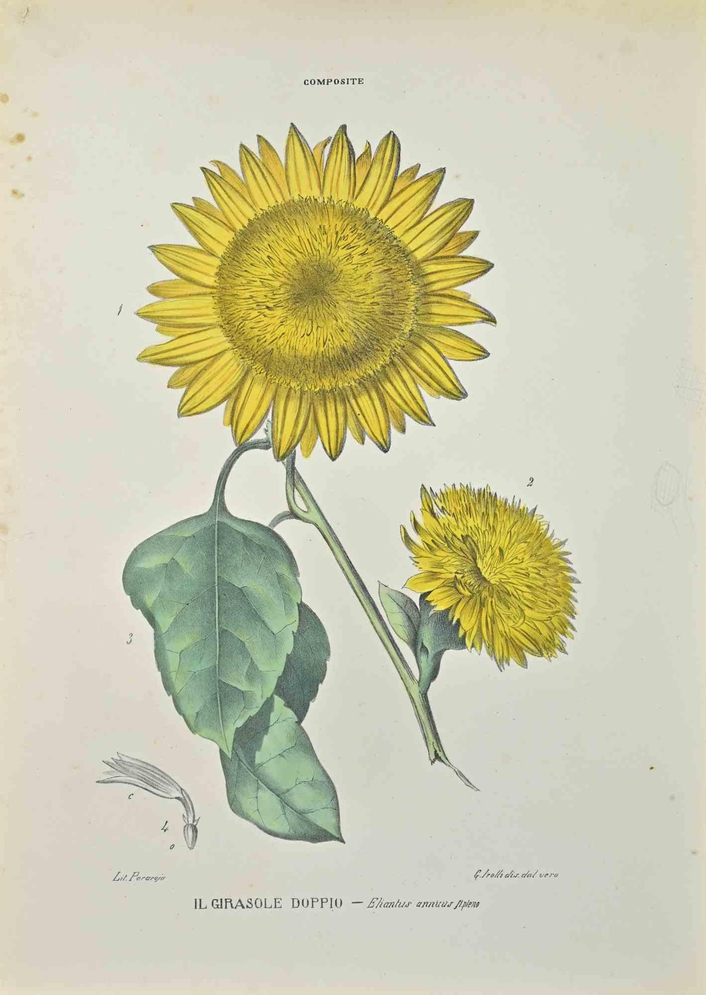 Lithograph hand watercolored.

Belongs to the Series "Atlante di Botanica popolare ossia Illustrazione di Piante Notevoli di ogni famiglia" (Atlas of popular botany or illustration of notable plants of each family), published in Napoli, by Raimondo