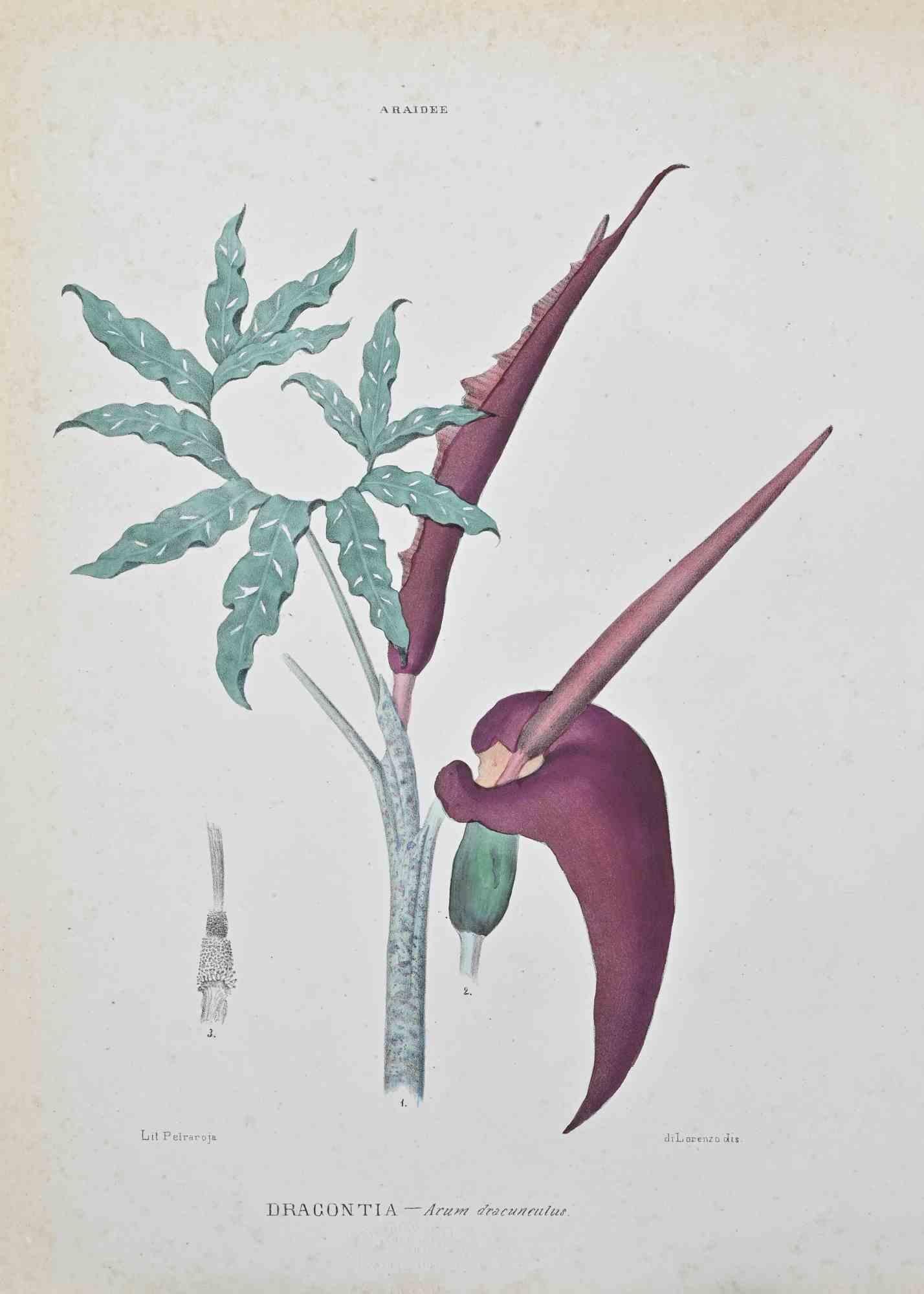 Lithograph hand watercolored.

Belongs to the Series "Atlante di Botanica popolare ossia Illustrazione di Piante Notevoli di ogni famiglia" (Atlas of popular botany or illustration of notable plants of each family), published in Napoli, by Raimondo