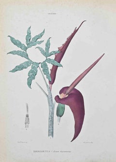 Dragontia - Lithographie de Vincenzo Tenore - années 1870