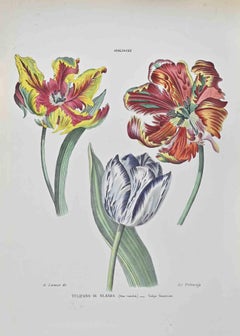 Dutch Tulip - Lithograph by Vincenzo Tenore - 1870s