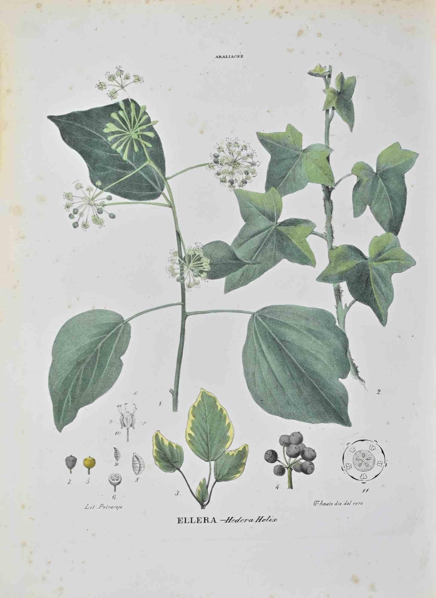Lithograph hand watercolored.

Belongs to the Series "Atlante di Botanica popolare ossia Illustrazione di Piante Notevoli di ogni famiglia" (Atlas of popular botany or illustration of notable plants of each family), published in Napoli, by Raimondo