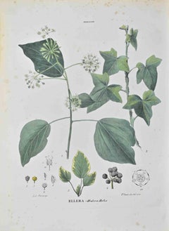 Ellera - Litografía de Vincenzo Tenore - Años 1870