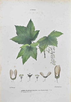 False Plane Ahorn – Lithographie von Vincenzo Tenore – 1870er Jahre