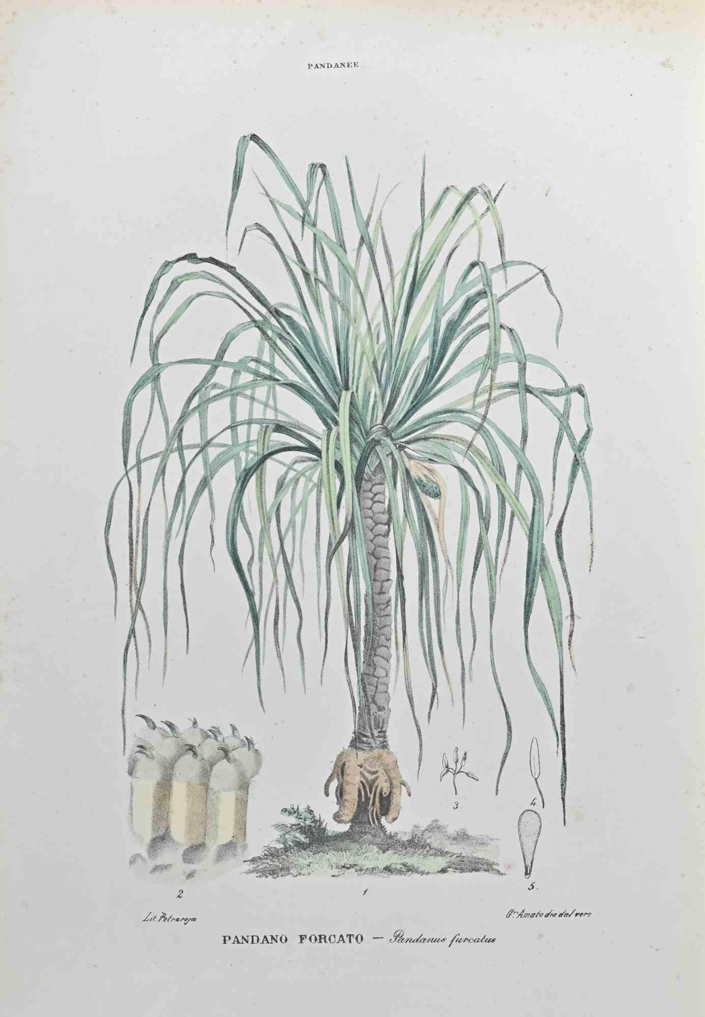 Lithograph hand watercolored.

Belongs to the Series "Atlante di Botanica popolare ossia Illustrazione di Piante Notevoli di ogni famiglia" (Atlas of popular botany or illustration of notable plants of each family), published in Napoli, by Raimondo