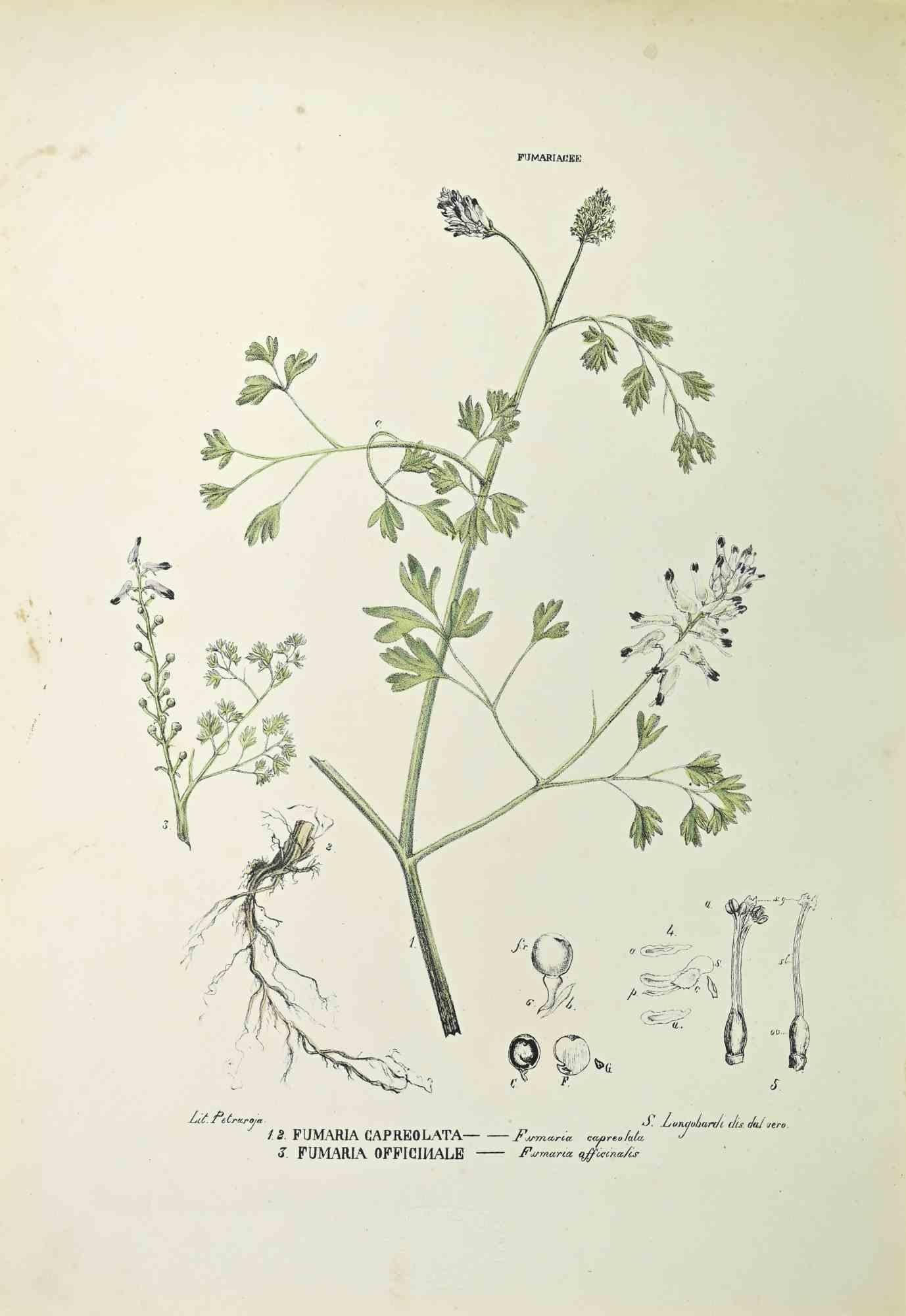 Lithographie von Hand aquarelliert.

Gehört zur Reihe "Atlante di Botanica popolare ossia Illustrazione di Piante Notevoli di ogni famiglia" (Atlas der volkstümlichen Botanik oder Illustration bemerkenswerter Pflanzen jeder Familie), veröffentlicht