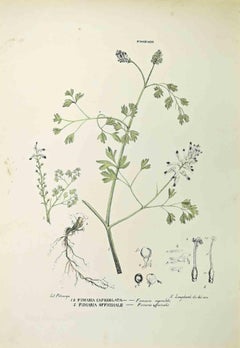 Fumariaceae - Lithograph by Vincenzo Tenore - 1870s