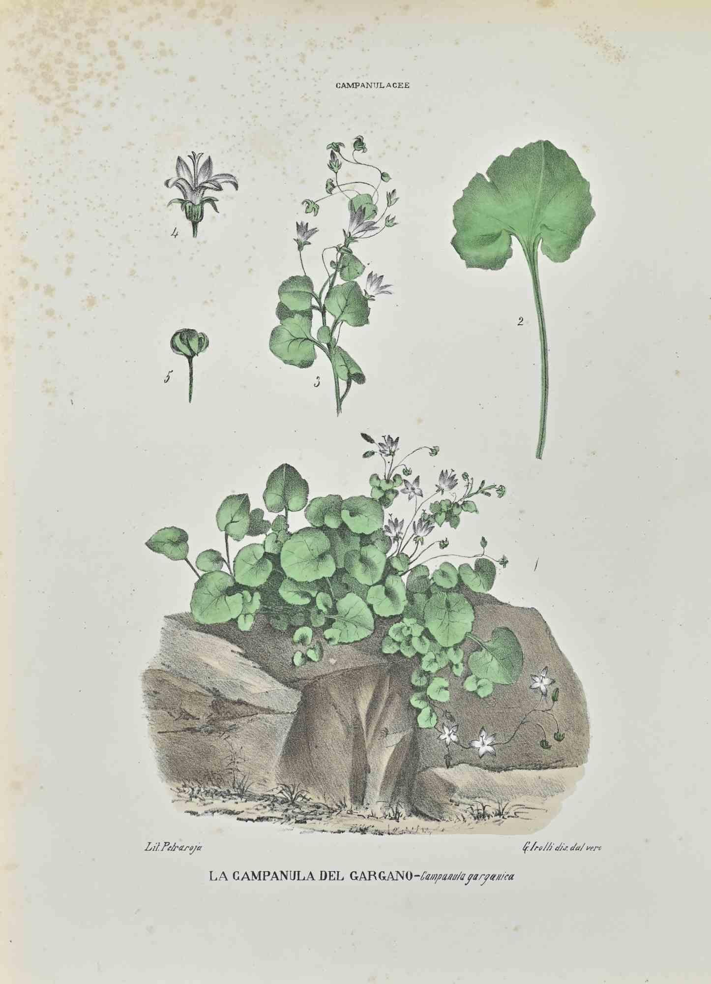 Lithograph hand watercolored.

Belongs to the Series "Atlante di Botanica popolare ossia Illustrazione di Piante Notevoli di ogni famiglia" (Atlas of popular botany or illustration of notable plants of each family), published in Napoli, by Raimondo